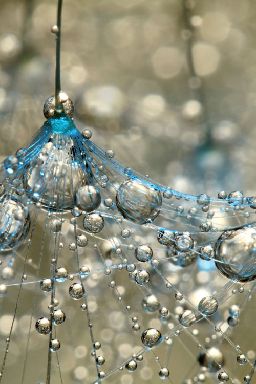 Porn odditiesoflife:  Dew-Soaked Dandelions Anything photos