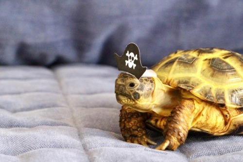 thewhimsyturtle:ARRRRRR!!!  It be International Talk Like a Pirate Day!  Watch ou’, 