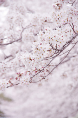 touchdisky:  Spring’12 -cherry blossom-  Yoozigen 