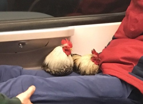 teegzz:  teamrocketing: this gay couple on the night train had actual chickens with them and i was certain i hallucinated it until i found the pictures just now  Being gay is so pure 