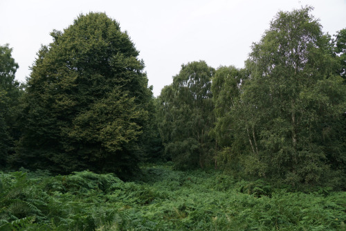 Swithland Woods by Austin lovelock