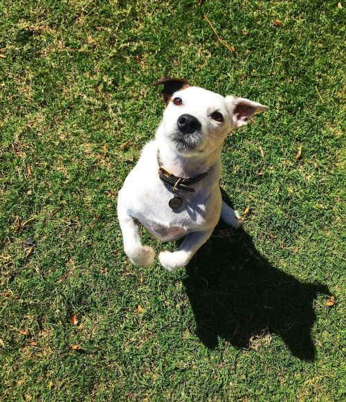 #TerrierTuesday…Banjo says: ”Are you gonna throw the ball now?!”  #jackrussell #jackrussellsofinstag