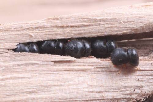 bowelfly:bowelfly:have i mentioned how much i love the ambrosia beetle Cnestus mutilatus? look at th