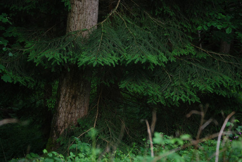 90377: Woods by amanda.roughley on Flickr.