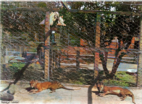 Here Are Some More Thylacine Recolors For Y'all!!