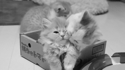cute-overload:  I’m Gonna Kiss You Then Bite Youhttp://cute-overload.tumblr.com