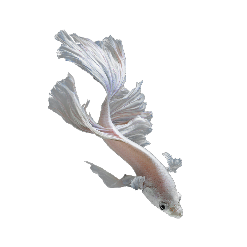 divine-genesis:  Transparent Semi-opaque betta fish. Fins are partially see through. :)ॐ 