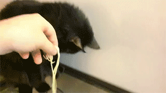sizvideos:  Cat Kryptonite [video]