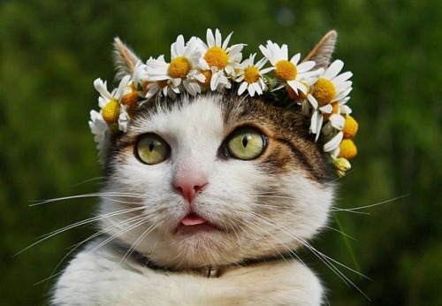 the-mediocre-life: rough-tweed-action: The fairest of them all. @mostlycatsmostly