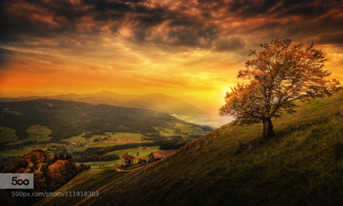 photography-col:  Hillside tree © by Chrisnaton
