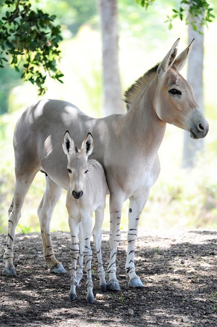 mylittlehony:Somali wild ass foal, Hani, foaled at Miami Zoo, 9 August 2012. Photos © Ron Magill. So