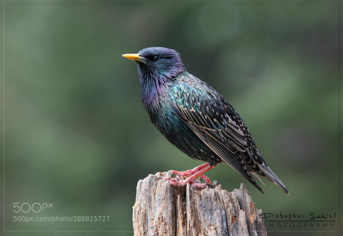 Starling by Christopher-Schlaf