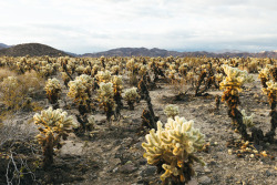 Cholla Cactus Garden