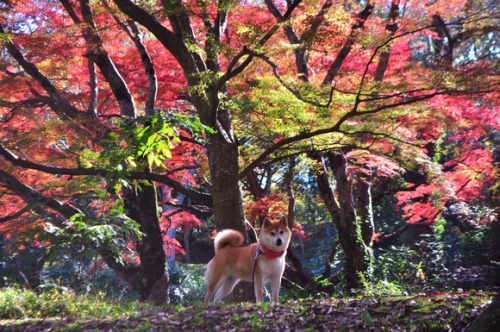 shibes and plants