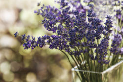 drinkyourteanow:  The lavender flowers and leaves are used as an herbal medicine, either in the form of oil or as an herbal infusion. The flowers are also used as a culinary herb, most often as part of the French herb blend called herbes de Provence.