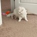 catasters: