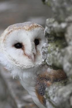 cuiledhwenofthegreenforest:  Owls by Bob7d on Flickr 