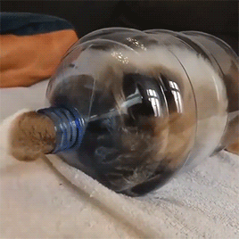 fluffygif:missenell on ig