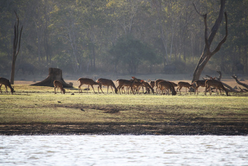 Spotted deer in Nagarhole National Park, India