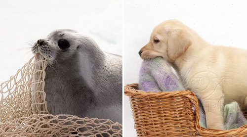 woodelf68:  awesome-picz:   Seals Are Actually Ocean Puppies. Myth: Confirmed! 