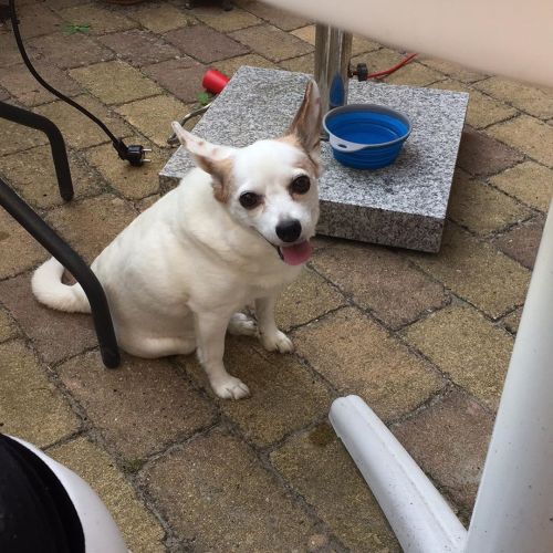 Was grilling with my grandma and mom and Emma ( dog ) was so damn offended she didn’t get anything. 