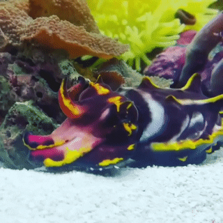 A flamboyant cuttlefish, a dark purple cuttlefish with yellow accents and shifting white stripes, sitting amongst plants