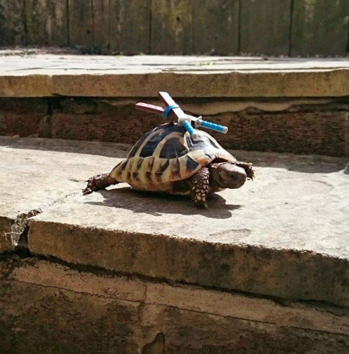 tastefullyoffensive:  Hero in a (tiny) half shell. (photo via gentlemanmetalhead)