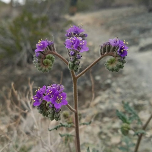 A beautiful little Phacelia growing in the Sonoran Desert outside of Cave Creek. I think this is pro