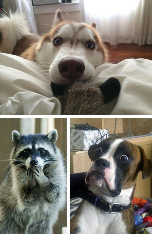 tastefullyoffensive:  Animals in Complete Astonishment [imgur]Previously: Animal Family Photos 