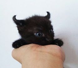 awwww-cute:  Little devil (Source: http://ift.tt/1QvYHEn)