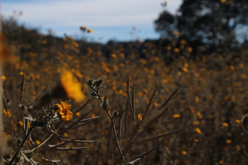 What A Great Wiew! The Wind Is Blowing And The Nature Is Going...