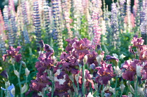 Porn photo alibabe48:  floralls:   Cottage garden  by