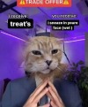 huffylemon: