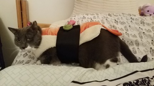 thefloralpeach:These pics of my cat in a sushi costume are very important honestly