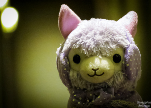 Katuscon 2014 Zadornov (I might take photos of my alpaca in the hall while tired and bored…)