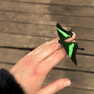 The Emerald Swallowtail (papilio Palinurus) | Diana_murguta On Ig