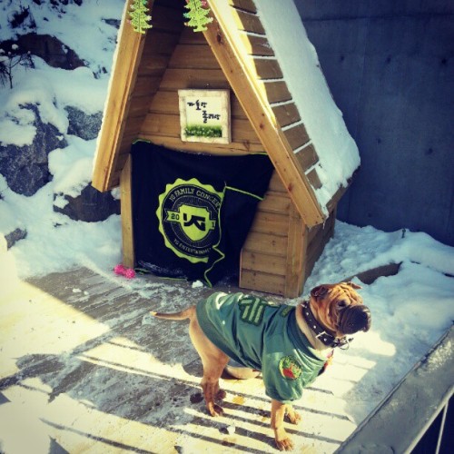 ygfamilyy: Sean: “지용이 애견 가오 돌체비타에서 겨울을…^^ G-Dragon’s pet Gaho at Dolcevita surviv