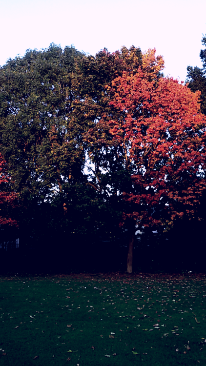 cr0ss-j0int: Hello, Autumn!