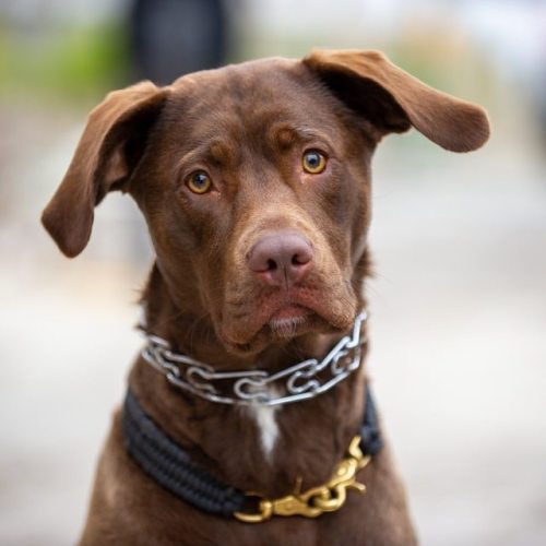 Osa, (1.5-y-o), Labrador Retriever mix, Princess Street, Winnipeg. “She’s quiet at home but she love