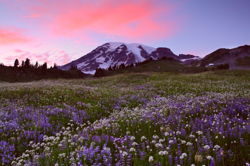 expressions-of-nature: Paradise, Mount Rainier by Lazgrapher