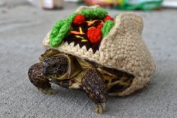 chelsapp:  This is Taco, my Russian Tortoise,