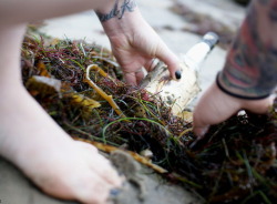 erinalkaline:  Here is the first part of a full set I shot way back when for suicidegirls.com with the beautiful Lorelei. Shot in Ocean Beach, California super early in the morning before I went to work.  The Spot #1 