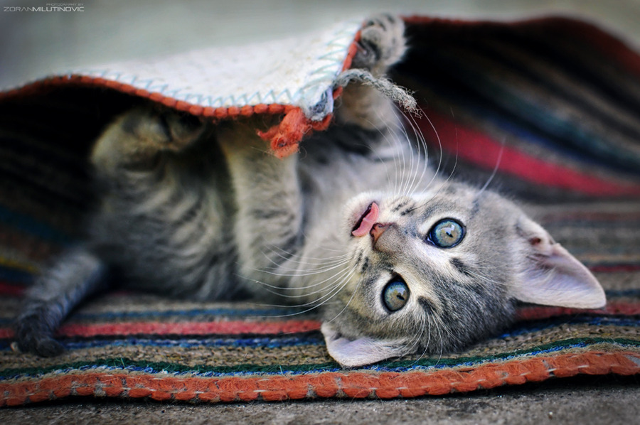 theanimalblog:  Play with Me. Photo by Zoran Milutinovic