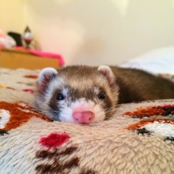 littlenotice:  Sleepy Ralph. #ferretsareeverything