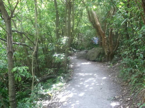fiji-fruits:  papaya-sea:  rain Forrest walk :)  ｆｉｊｉ-ｆｒｕｉｔｓ 