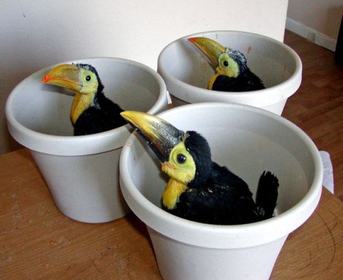 Three buckets worth of baby Toucans