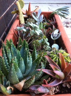 soy-chi:  Cacti (Details) I keep going outside to look at our lil babies, I love what J and I created soo much!