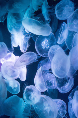 beautifulandfantastic:  Beautiful Jellyfish by Nikk La  