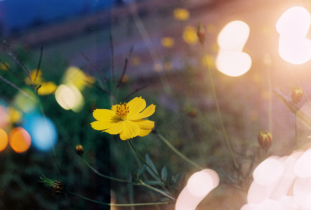 Cosmos in Bokeh on Flickr.
Via Flickr:
First, I shot the whole roll of films of bokeh from lightings at night; then I rewound the films and shot the second layer at day.
• Camera: Nikon FM
• Film: UXi Super 200
• Blog | Tumblr