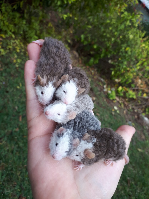 too-many-mice:Harefordslooking good now.Micenot rats